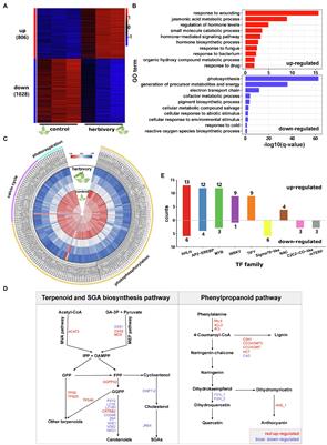 Transcriptomic Profiling Reveals Shared Signalling Networks Between Flower Development and Herbivory-Induced Responses in Tomato